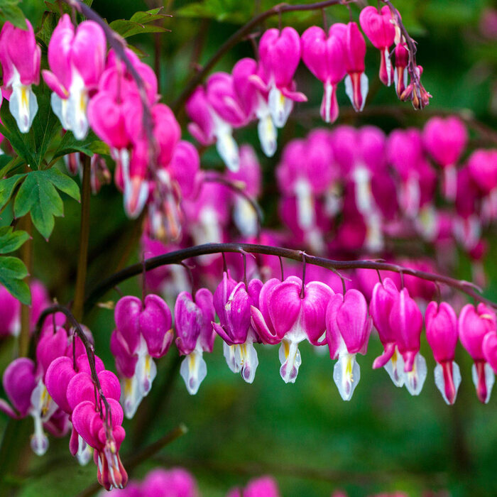 Dicentra /srdcovka/ Spectabilis Kvety Hanik